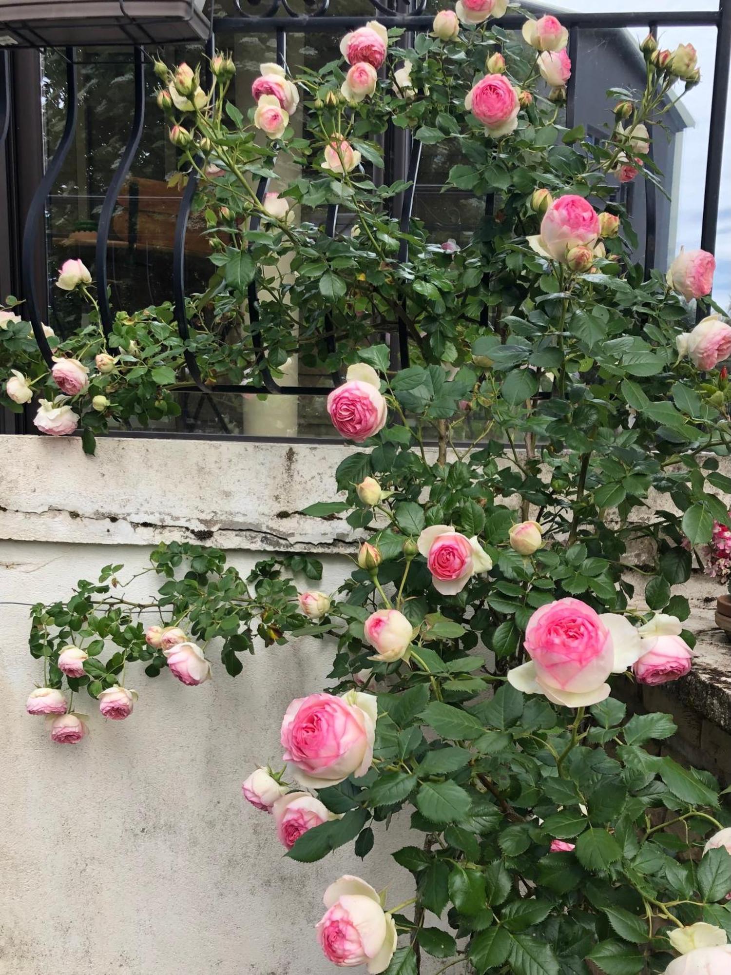 Le Jardin Des Verottes Μπον Εξωτερικό φωτογραφία